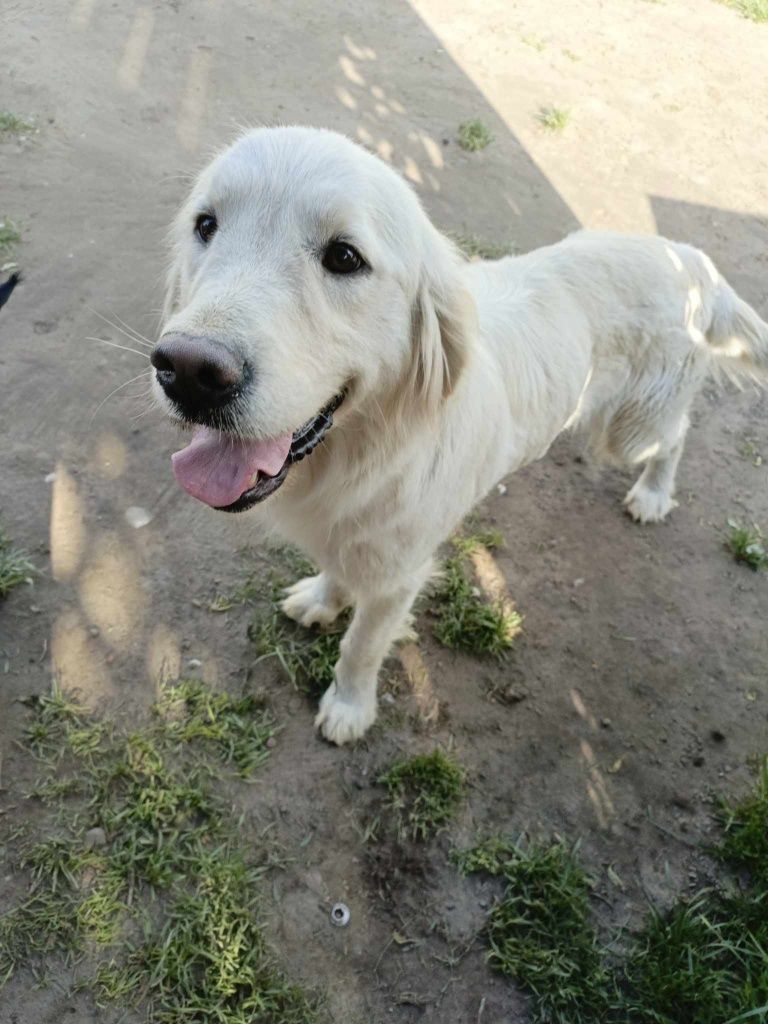 Sunia Golden retriever