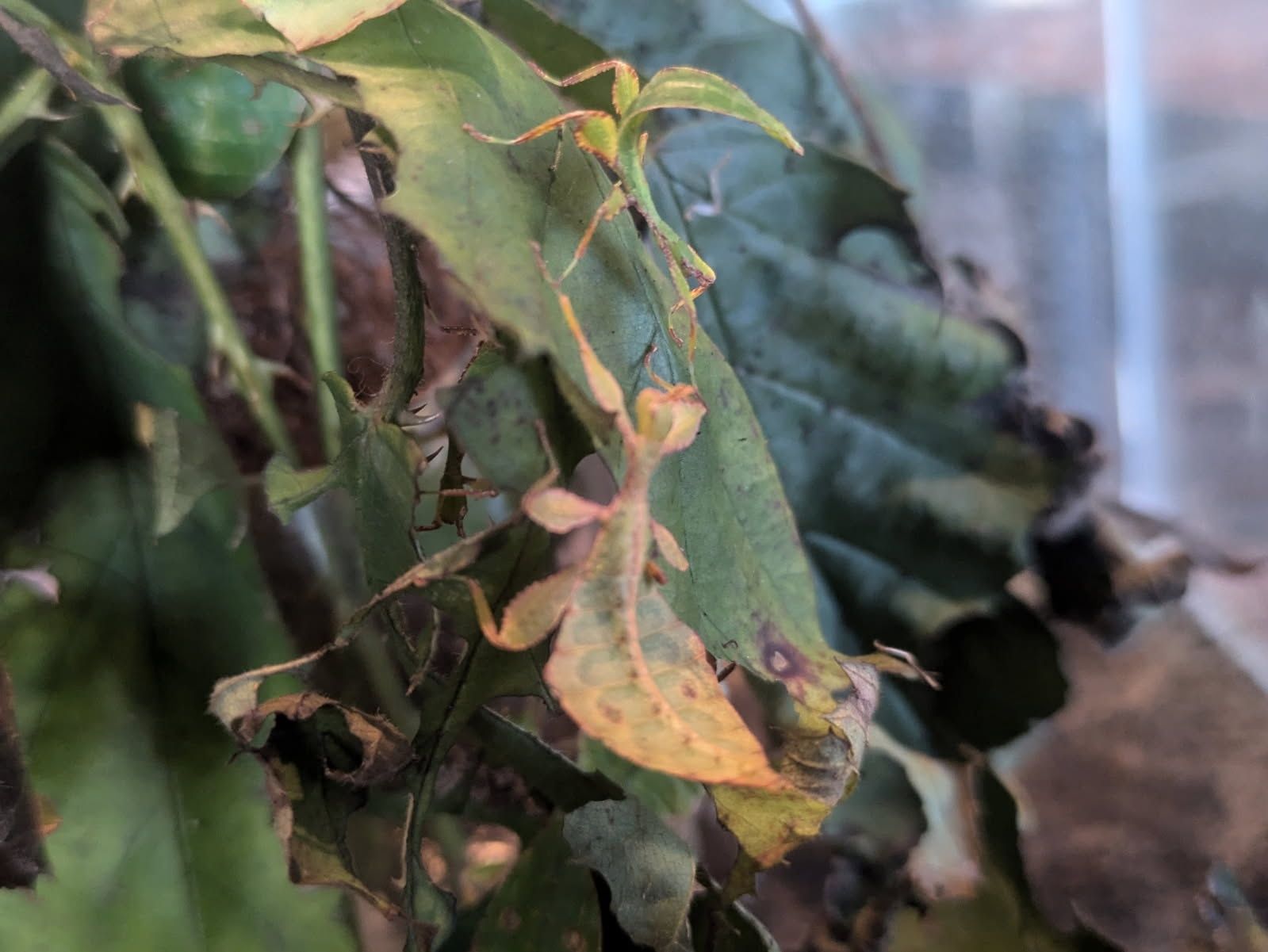 Liściec jesienny, Phyllium Philippinicum,liściec,straszyk,liścce