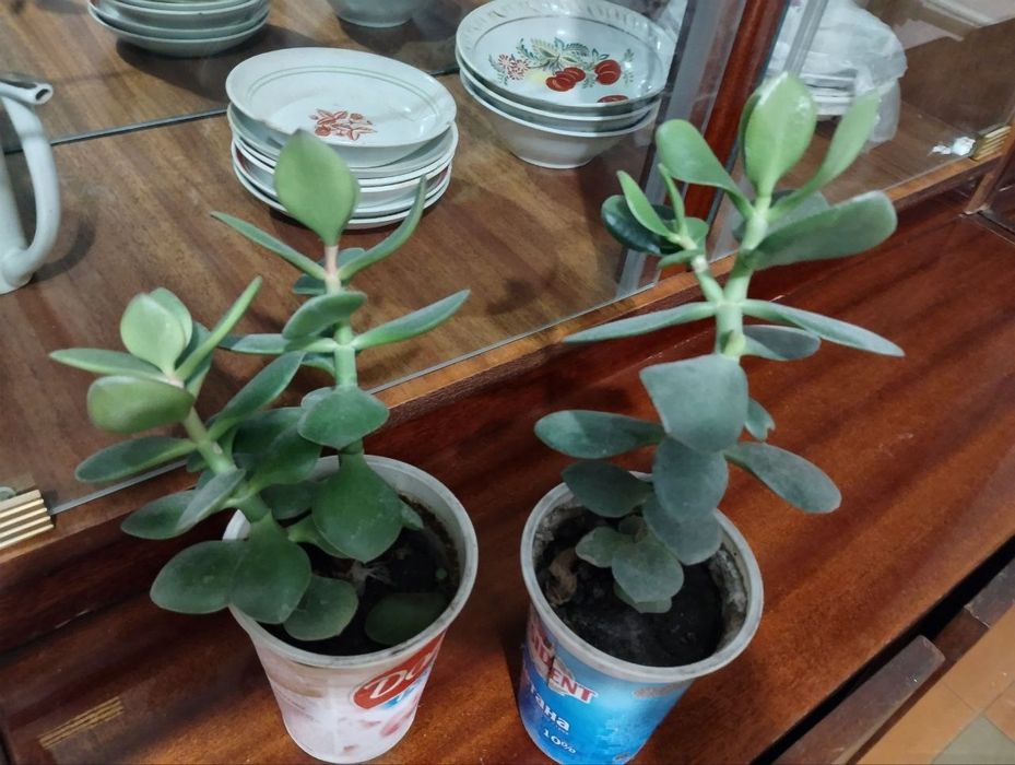 Денежное дерево растение