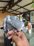 Bebes papagaio do congo