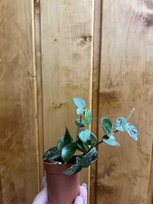 Церопегія варієгаьна, хойя матільда сплеш