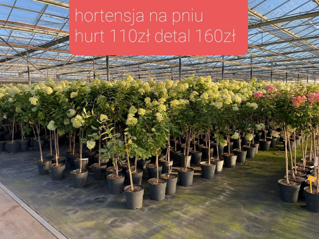 Cis hiksi 180-200cm gruby! Sosna szmaragd katalpa bonsai Hilli David