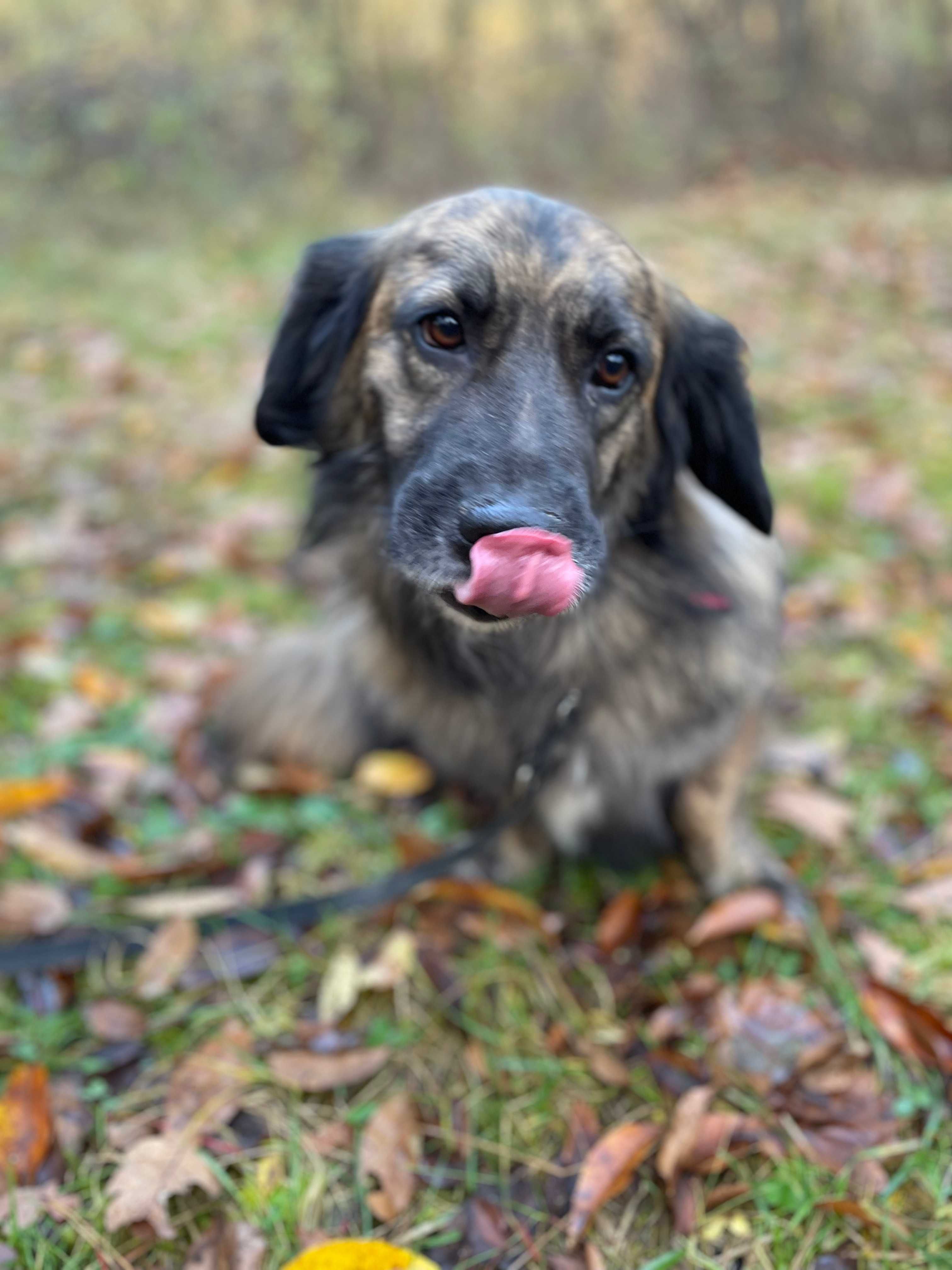 Natura - Schronisko Canis