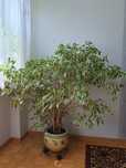 Ficus  benjamina