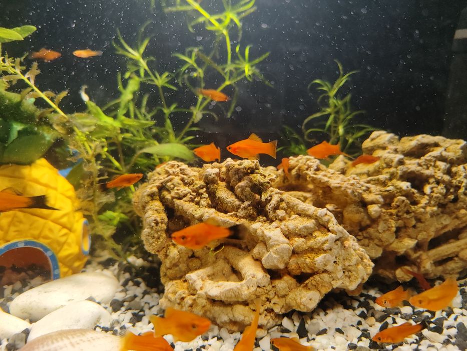 Mieczyki Czerwone Red