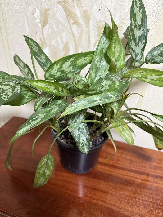 Продам Аглаонему!