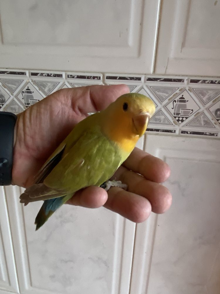 Agapornis domesticado -grande promoção