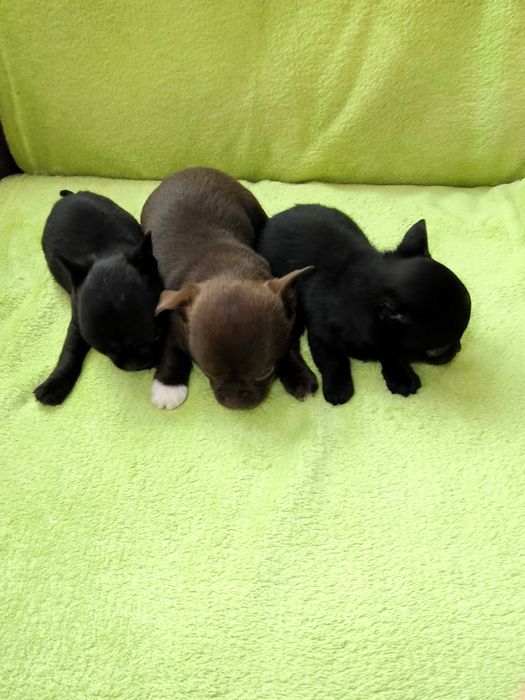 Chihuahua piesek krótkowłosy