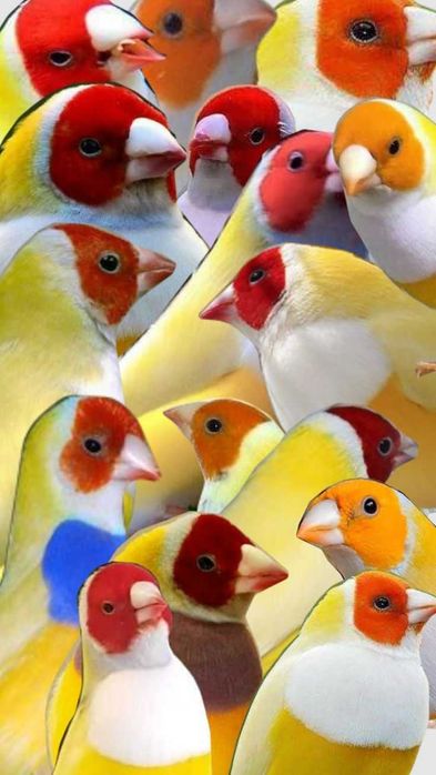 Vendo diamantes de gould bonitos