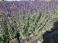 Lawenda hitcote blue,blue scent, White Scent piękna tania sadzonka