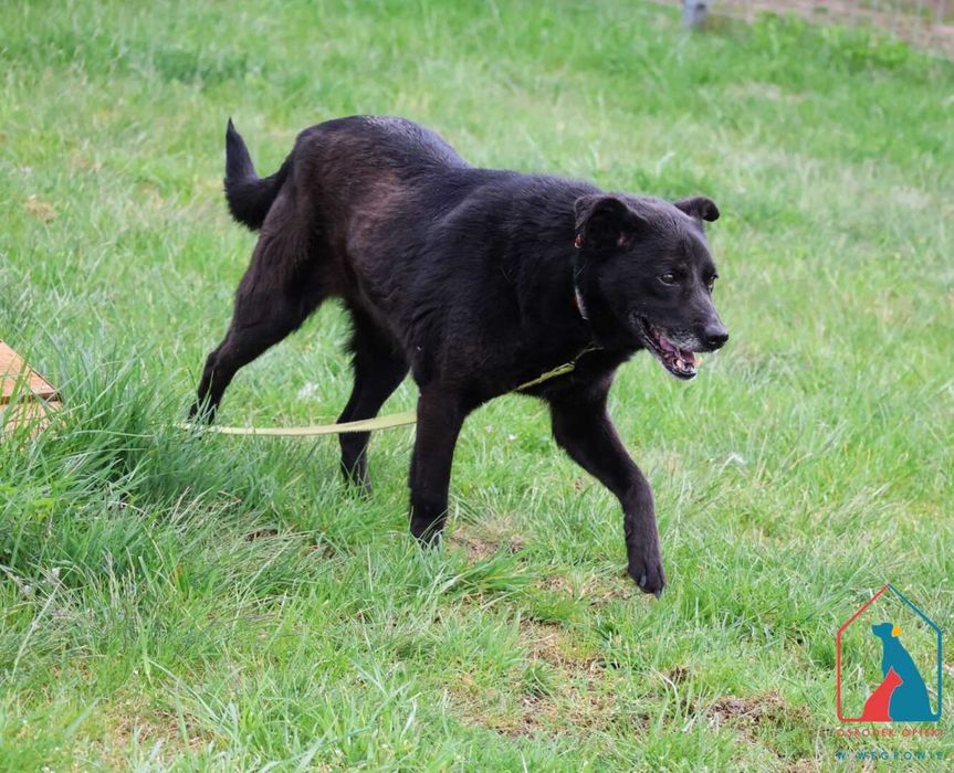 Przyjazna sunia Kejsi szuka domu!