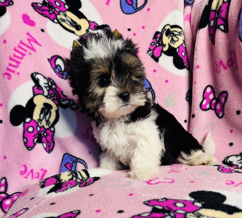 Piękna dziewczynka york biewer