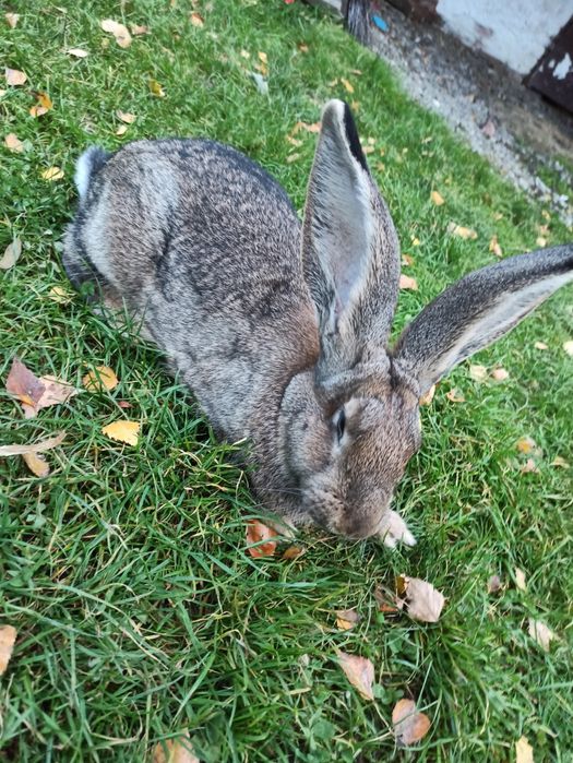 Królik Belgiski samce i samice