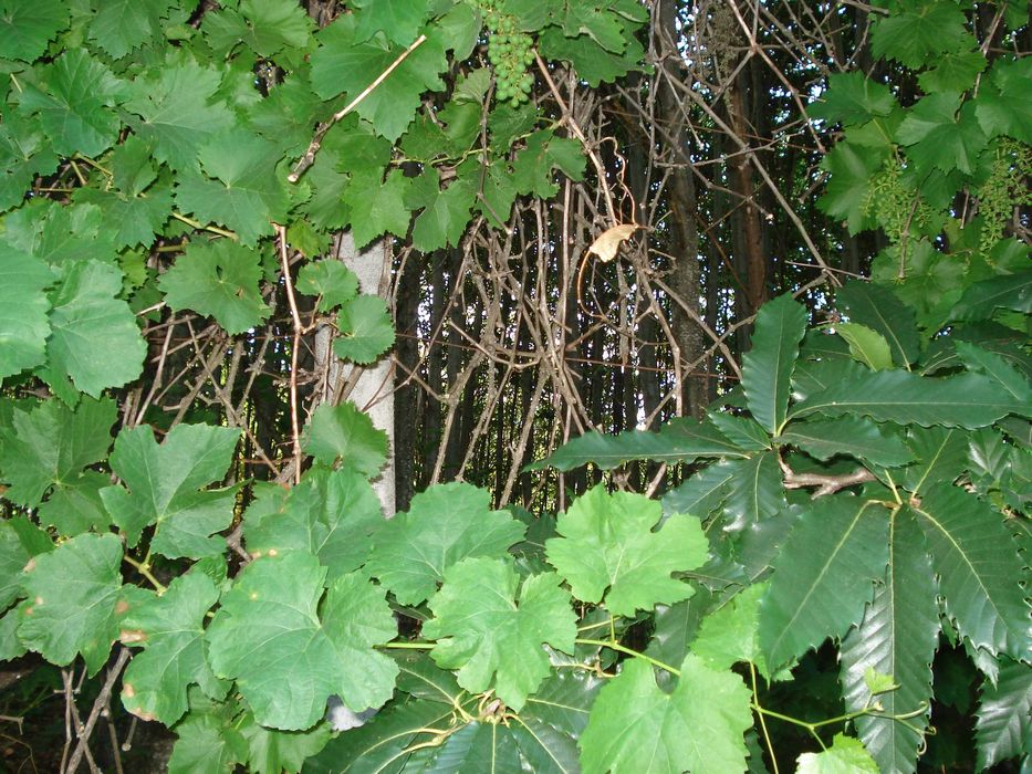 Terreno Rústico em Pegarinhos com Castanheiros – 3.000 m²