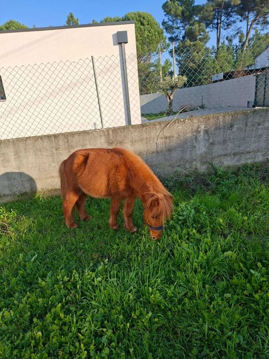 Mini poney fêmea