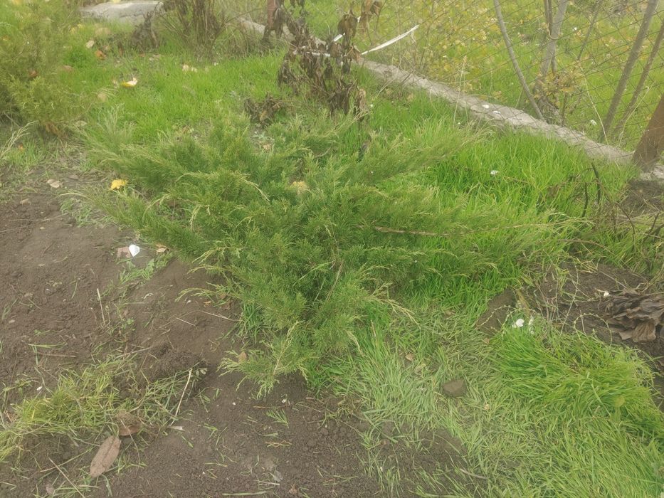 Можжевельник казацкий