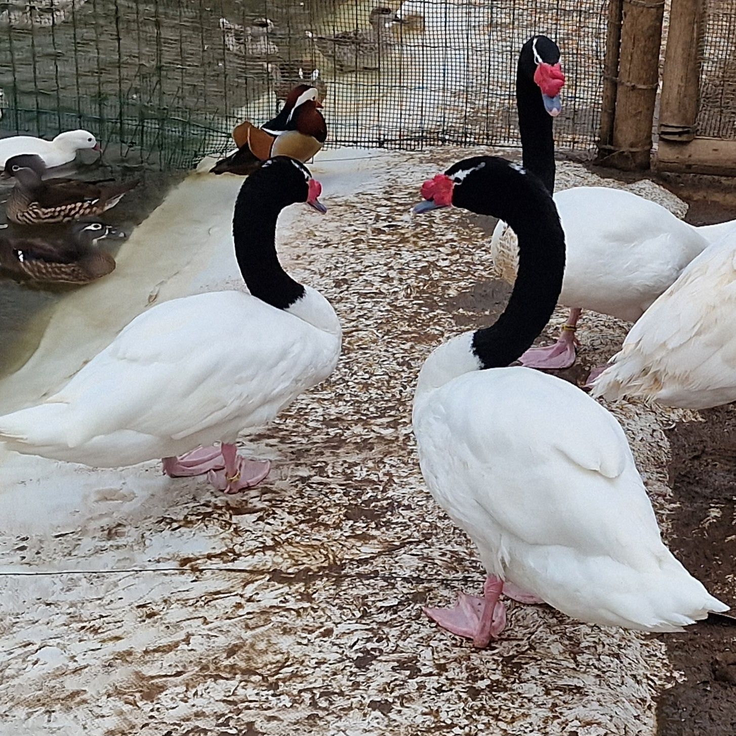 Casal de cisnes pescoço preto adultos reprodutores