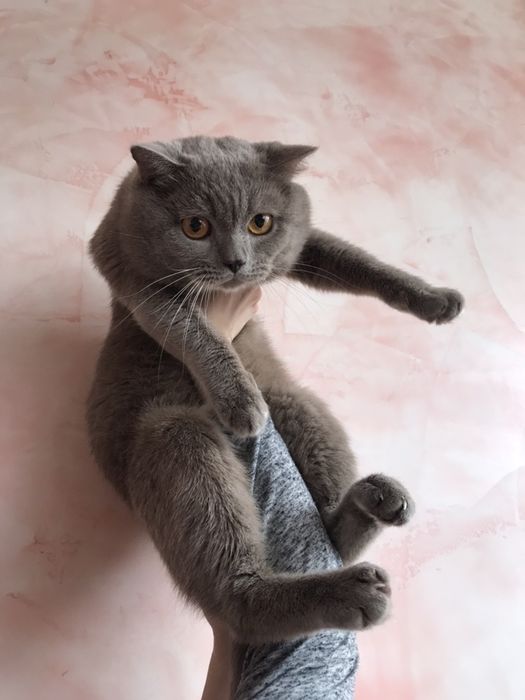 Британский прямоухий кот ВЯЗКА | британец / Британський прямоухий кіт