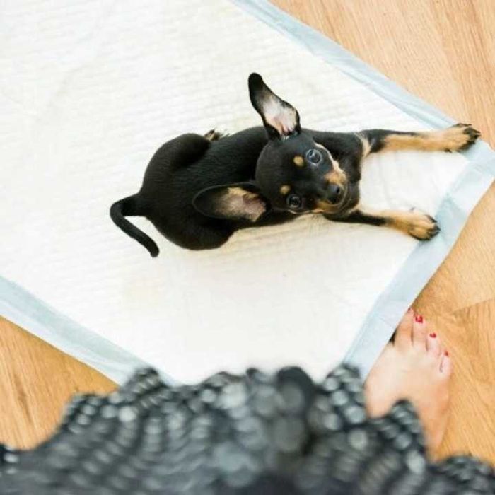 PODKŁADY DLA PSÓW Psa Higieniczne Maty Do Sikania Zwierząt 40x60 50szt