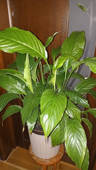 Спатіфілум, продається одним лотом