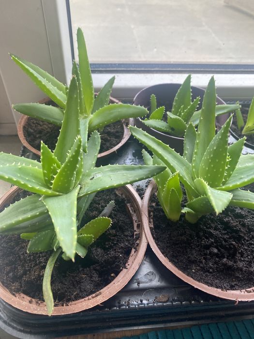 Aloes leczniczy kaktus sadzonki