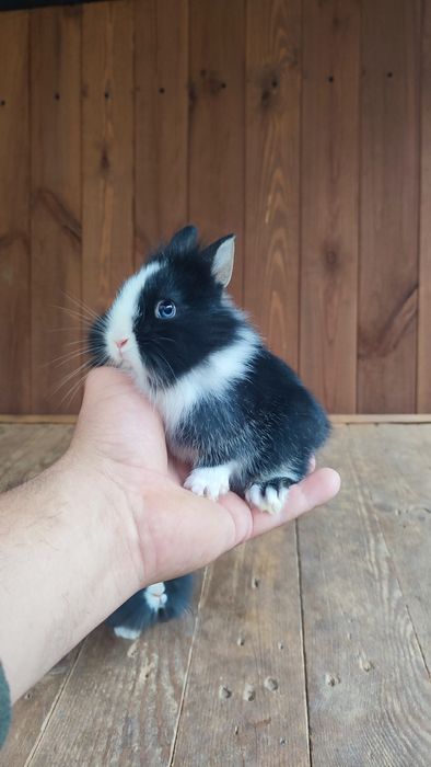 Królik króliki miniaturka miniaturki Teddy