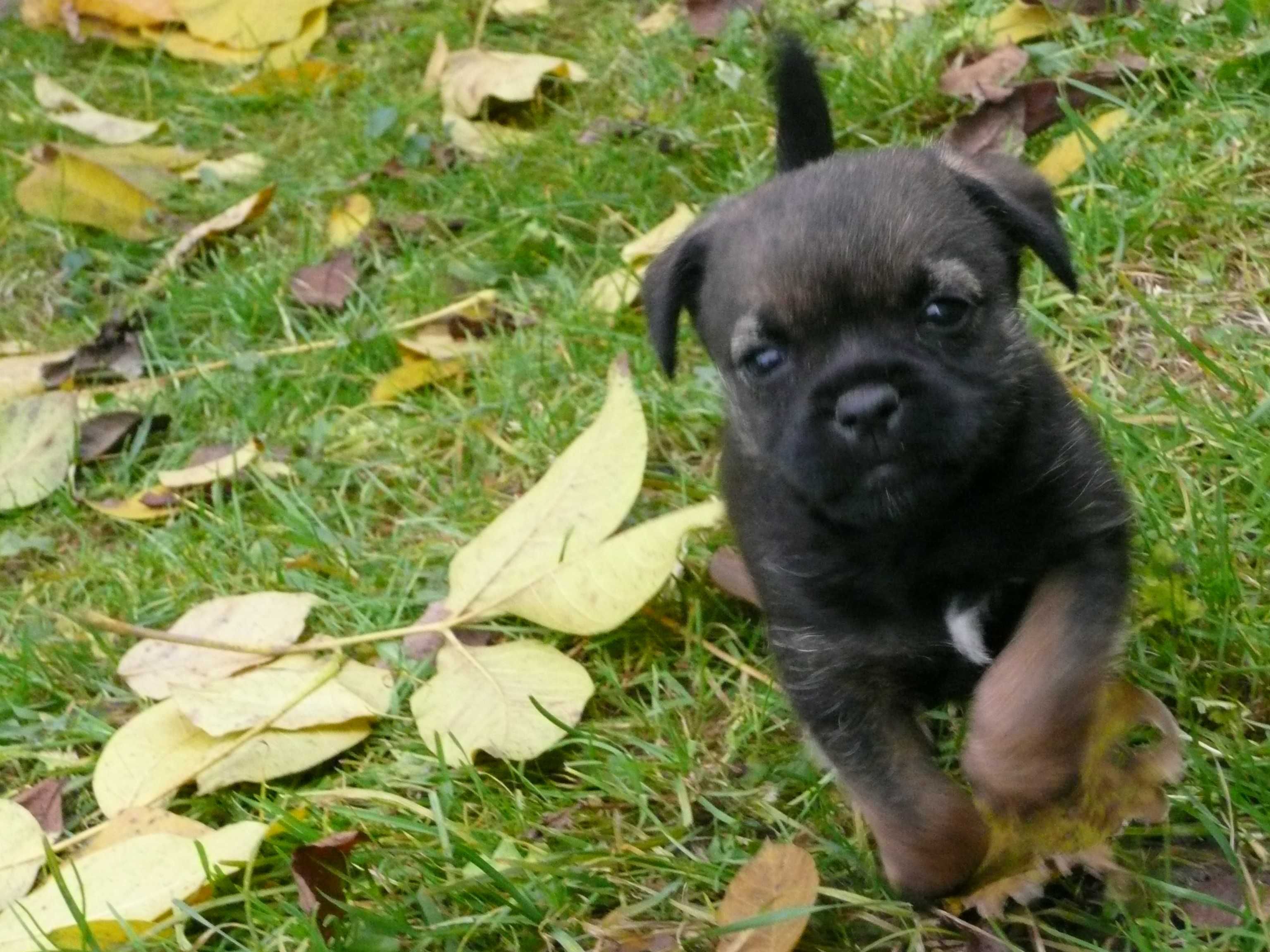 Border Terrier - piesek rodowodowy (FCI)