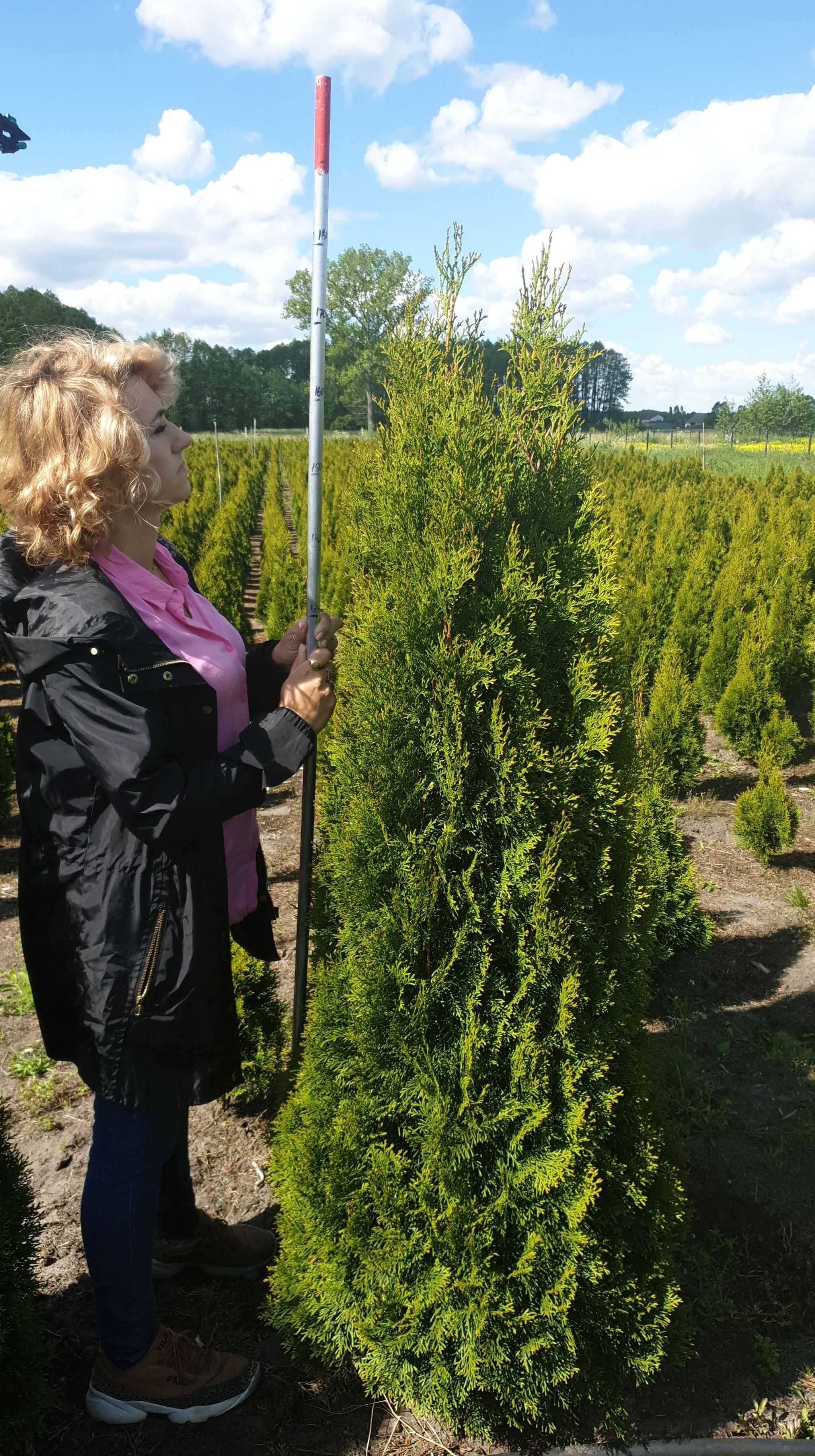 Thuja Smaragd/ Tuja Szmaragd 180-200 cm ładne, grube