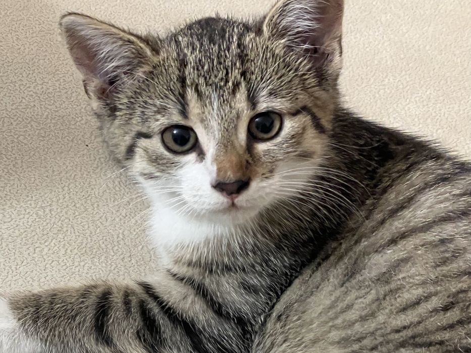 Oddam kotka kot szary