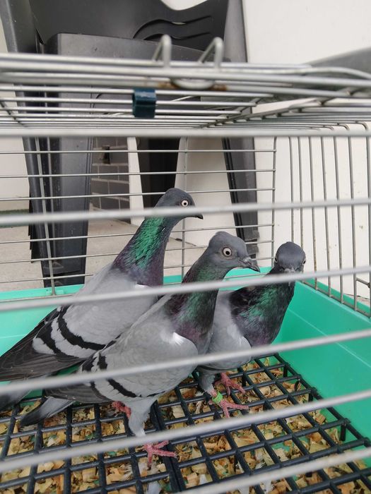 Sprzedam wiedeńskie