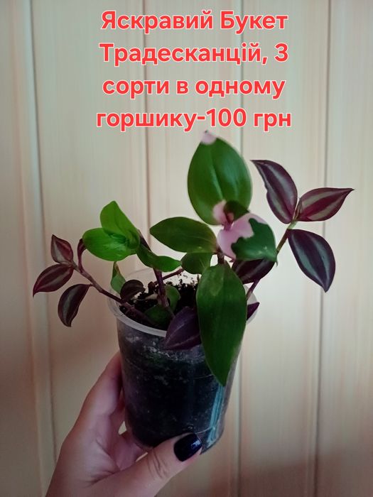 Яскравий букет Традесканцій, різні сорти