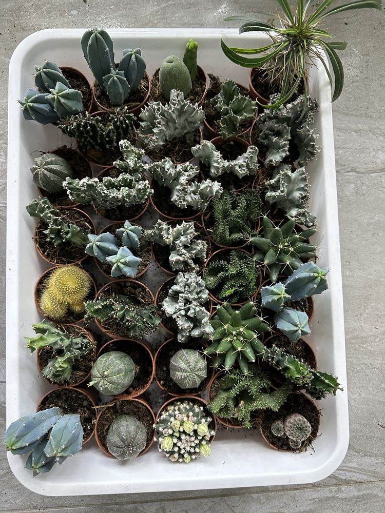 Cactus кактус кактуси сукуленти succulent