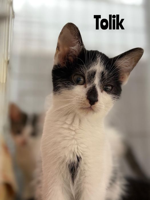 Tolik, Wania i Ivanka - małe kotki do adopcji