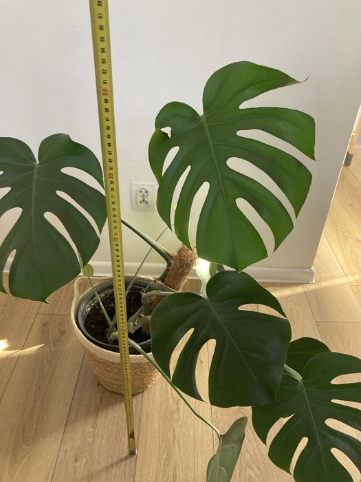 Monstera kwiat doniczkowy roslina duza