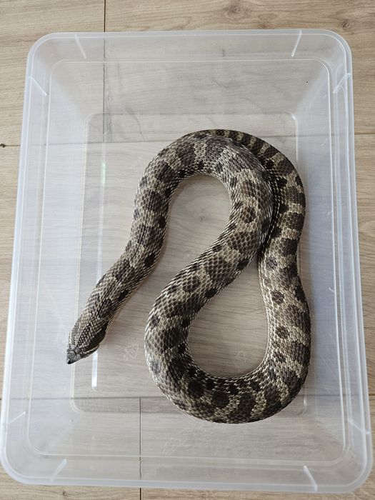 Samica Heterodon  z terrarium (anaconda nancius)