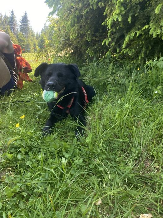 Gucio-łagodny i mądry pies szuka domu