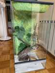 Terrarium z gekonem orzęsionym