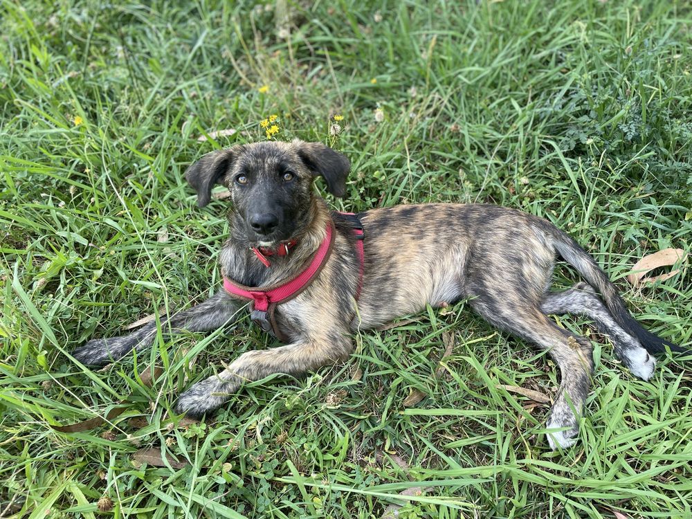 Cachorro 4 meses meigo Xcastro laboreiro