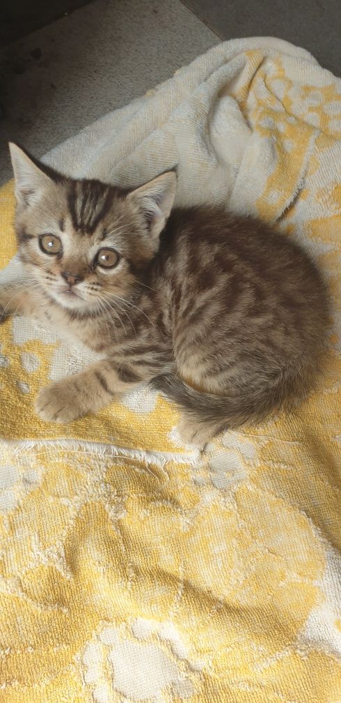 Шотландське кошеня