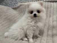 Pomeranian chlopiec biały  mini