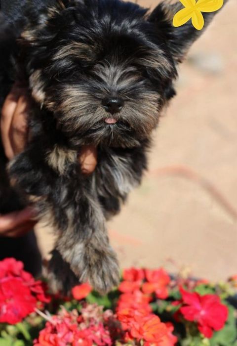 Yorkshire terrier chlopiec miniaturka XXS 800 gram