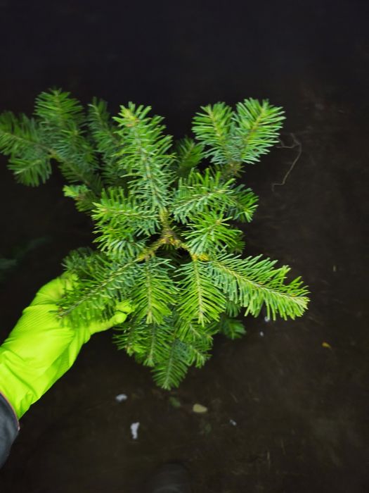 Jodła nobilis jodła szlachetna 2 sort