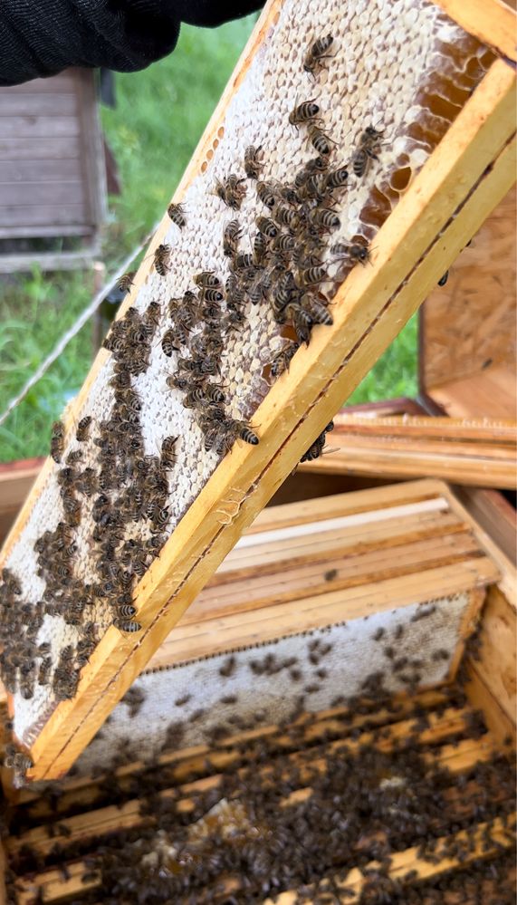 Miód wielokwiatowy 0,9 L 100% naturalny Z domowej pasieki