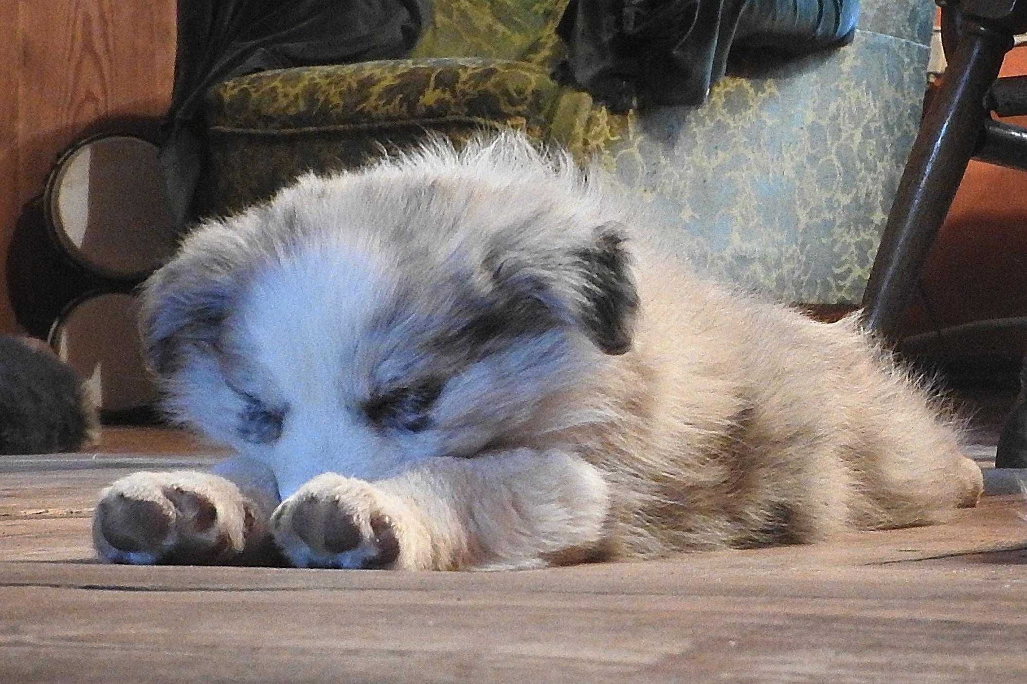Szczeniak border collie - Diego z Uroczyska (ZKwP/FCI) - blue merle