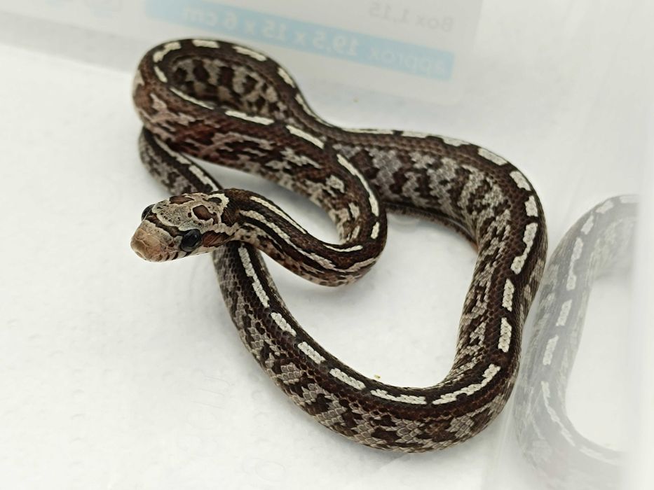 Wąż zbożowy Masque Anery Tessera het. Motley, Diffused, Amel/Ultra