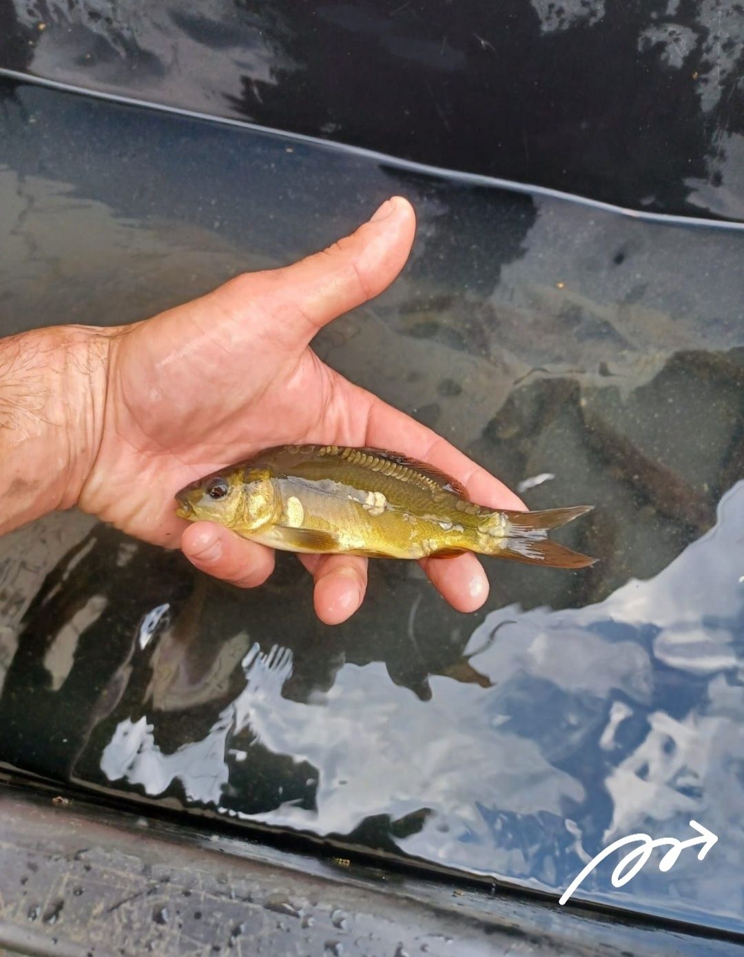 Karp narybek 8-13cm Amur,Jesiotr JUŻ DOSTĘPNY