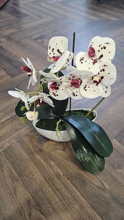 Storczyk dekoracyjny