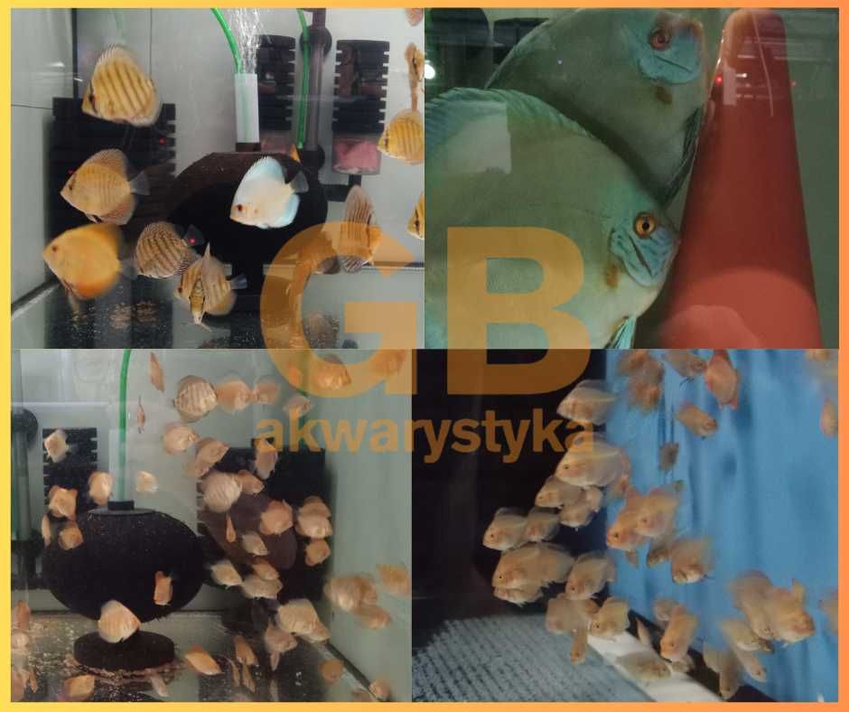 GB DYSKOWCE Paletka Brown | Rozmiar "S" 4-4,5cm - dowóz ryb!