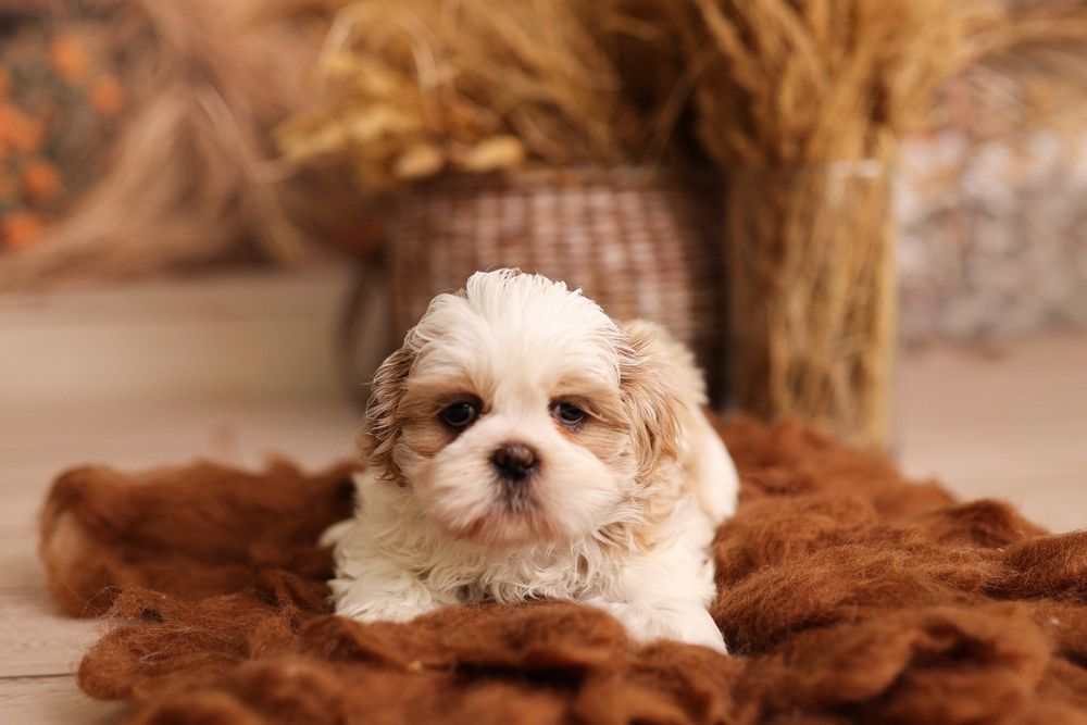 Suczka Shih tzu tri color
