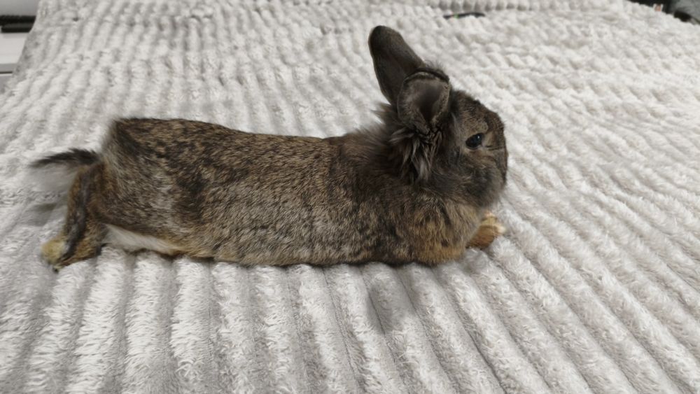 Królik miniaturka. Śliczny !!!